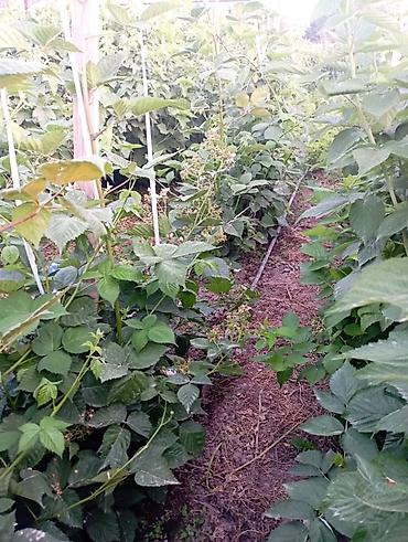 Другие услуги: Продаются саженцы 3-летки чёрной смородины Титания: урожайная — 12