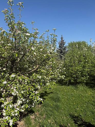 Продажа коттеджей и домов: 5 и более комнат, 340 м², 8 соток, Бишкек, Арча-Бешик ж/м Собственник — 7