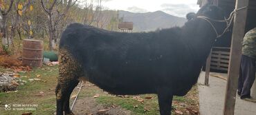 собака доберман сколько стоит: Сатам | Бука (эркек) | Бордоп семиртүү үчүн | Байланган