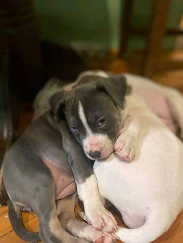 Psi: American bully štenci – vrhunski kvalitet Na prodaju tri prelepe ženke — 6