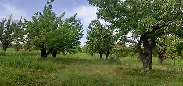 palma agac: 🌳 SATILIR — QUBA-BAKI YOLUNUN ÜSTÜNDƏ ƏRIK BAĞI! 📍 Quba rayonu — 3