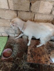 Inəklər, öküzlər: Başlıq: Erkey cepisdi Təsvir: Erkey cepisdi - Ağ rəngli, uzun tüklü