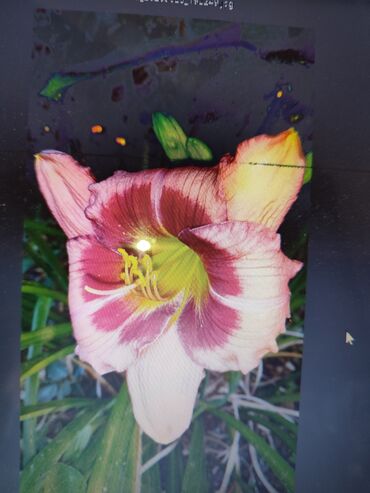 Садовые цветы и кустарники: Саженцы цветка: Платная доставка — 12