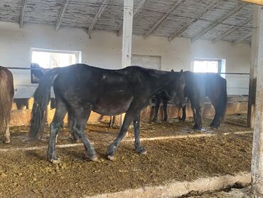 Лошади, кони: Продаю | Кобыла (самка) — 9