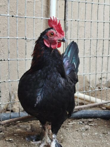 Toyuqlar: Toyuq, Damazlıq, Ünvandan götürmə — 7