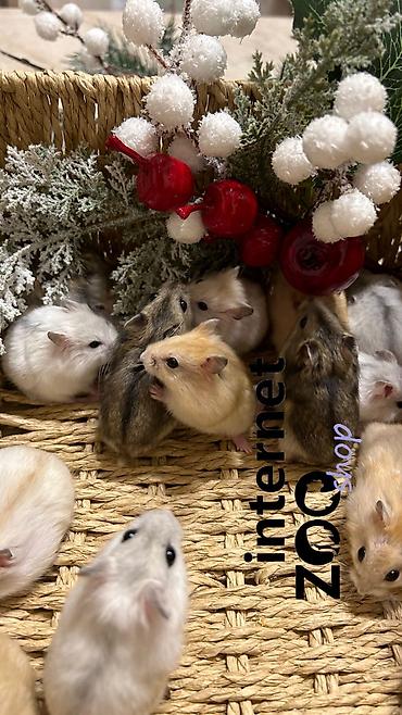 Хомяки: Продаются хомячки ручные. В нашем питомнике вы можете приобрести — 8