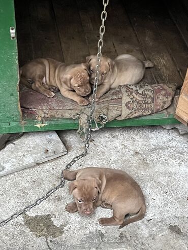 xarici it adlari: Pitbul, 1 ay, Erkek, Ünvandan götürmə, Ödənişli çatdırılma, Rayonlara çatdırılma