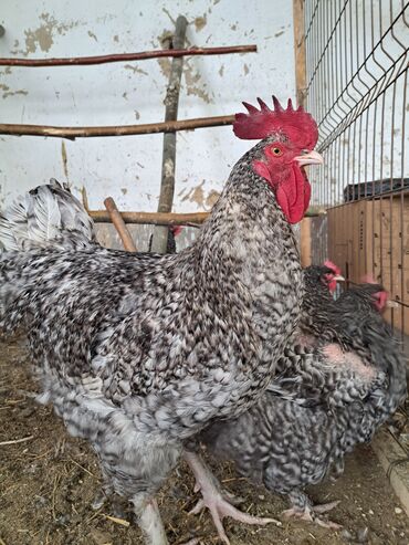 каракол животные: Принимаем заказы на куриные яйца. Порода чисто кровонные Мехеленский