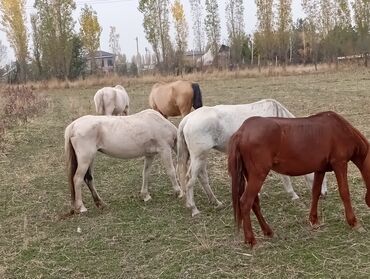 Лошади, кони: Продаю | Кобыла (самка), Конь (самец) | Кара Жорго | Для разведения | Мерин