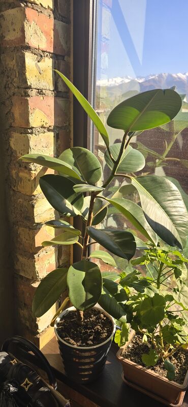 настенные цветы: Фикус эластика (каучуконосный) в горшке. - Высокий декоративный