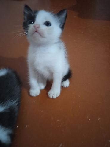 кот сфинкс: Котята, короткошёрстные, домашние. - Возраст: очень маленькие, уже — 6