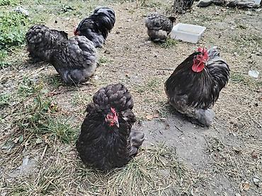 brama toyuqları: Курица, Brama, Для разведения — 6
