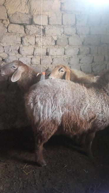Баран, овца: Продаю | Овца (самка) | Для разведения | Матка — 2