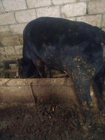 Inəklər, öküzlər: 30 ədəd inək, 16 düyə 26 dişi dana, 5 erkək dana,3 buzov satilir — 1