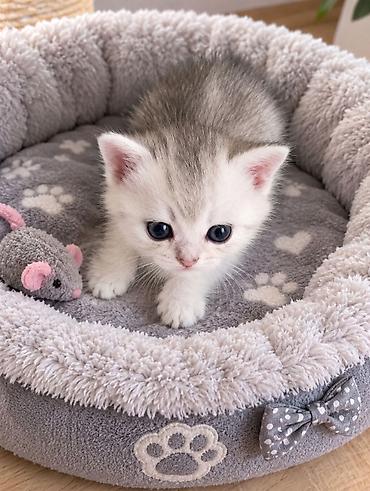 шотланские котята: Скотиш Страйт (Шотландская прямоухая), 1 месяц, Мальчик, Серебристая шиншилла, Приучена к лотку — 3