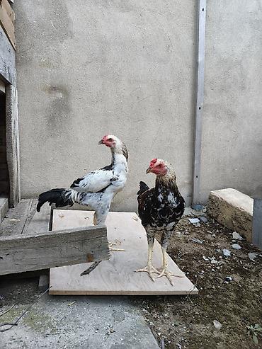 ev qusdari: Xoruz, il: <1, Ünvandan götürmə — 2