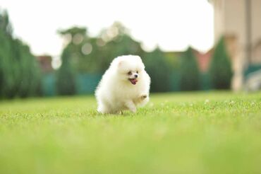 Psi: Oduševićemo vaša srca predivnim Pomerancima iz našeg pažljivo — 1