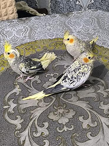 sari qus: Nymph parakit (cockatiel) dəstəsi – 3 ədəd, lutitno/opaline naxışlı — 3