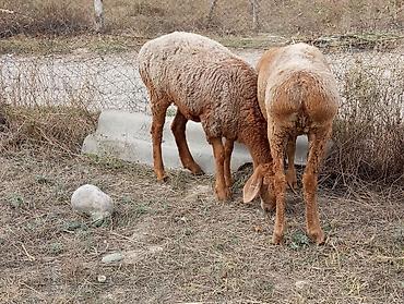 пчелы карпатка купить: Продаю | Овца (самка) | Для разведения — 4