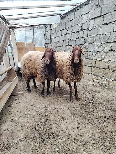 heyvan bazari keci: 2 əlkey qala qoçu Qurbanligada yarıyır tumluğada əldə saxlanılıb arpa — 1