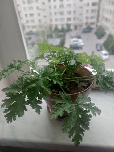 ev bitkisi: Другие комнатные растения