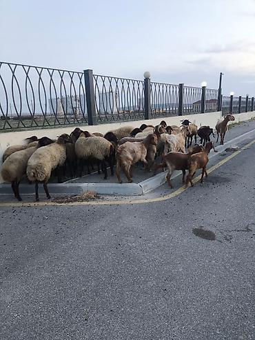 Qoyun-keçi sürüsü satılır - Növ: qarışıq sürü – qoyunlar və keçilər - lalafo.az -da Qoyun-keçi sürüsü satılır - Növ: qarışıq sürü – qoyunlar və keçilər -