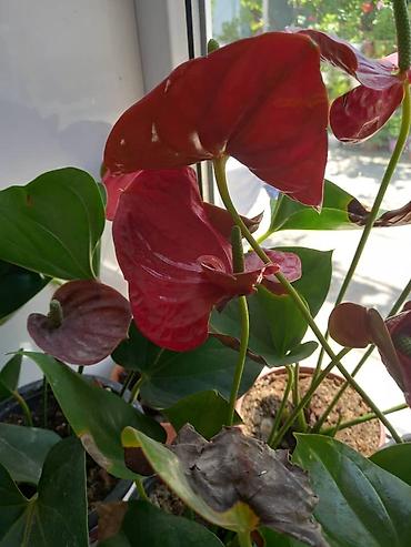 Антуриумы: Антуриум (Anthurium andreanum) в горшке. - Эффектные красные — 10