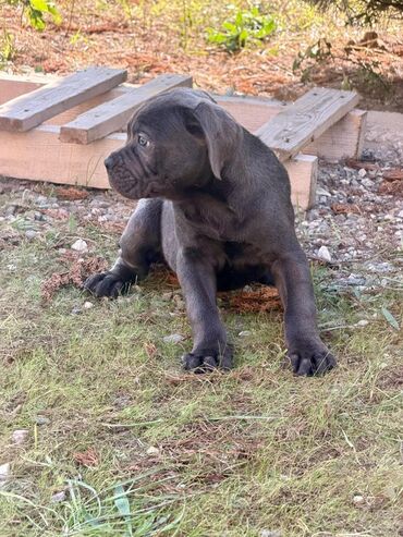 İtlər: Kane-Korso, 2 ay — 25