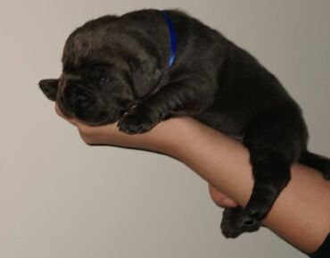 Psi: Ako tražite vernog člana porodice, obratite se nama i postanite — 19