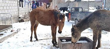 Лошади, кони: Продаю | Жеребенок | Рабочий — 4