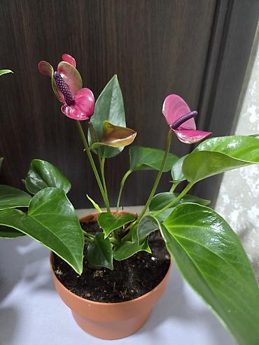 Антуриумы: Антуриум Андре (Anthurium andreanum) в декоративном кашпо. - — 21