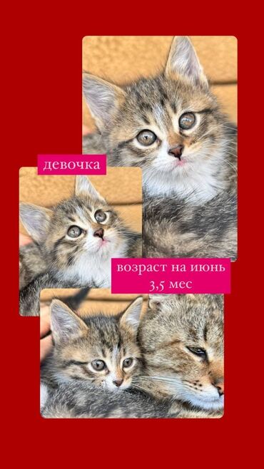 ветеринар токмок: Два маленьких котенока ищут ответственные руки! Приветствуем всех, кто