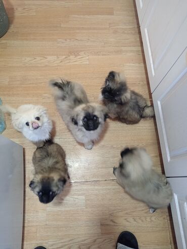 afçarka iti qiymeti: Pekines, 5 ay, Dişi, Peyvəndli, Ünvandan götürmə, Ödənişli çatdırılma