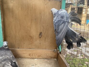 Другие с/х животные: Породные голуби с «чубом» и мощным зобом (дутыши/крякуны), окраска — 14