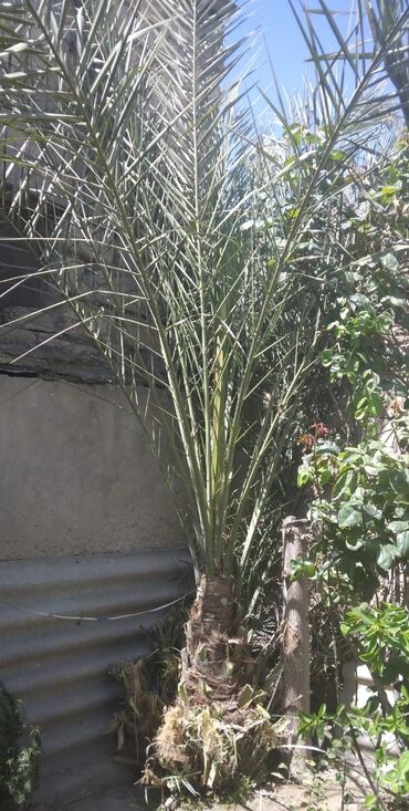 bambuk agaci satilir: İran xurması.8 ilin ağacıdır. Razılaşma yolu ilə