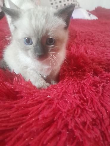 сиамская длинношерстная кошка: Котёнок с колор-пойнт окрасом, что означает светлое тело с тёмными — 3