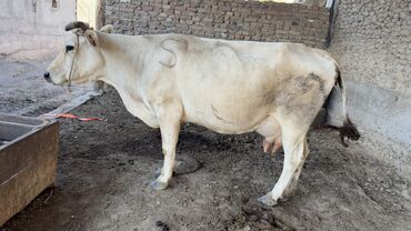 корова тёлка: Продаю | Корова (самка) | Для молока | Искусственник
