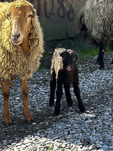 ordək necə gunə bala cixarir: Salam Aleykum! Allah hamının malına, ruzisinə bərəkət versin! 🤲🐑 🐏 — 6