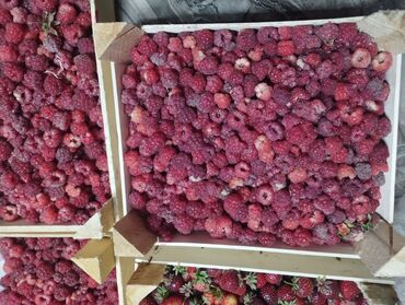 инвестор предлагает деньги бишкек: Малина клубника тергенге киши керек срочно ориентир Тунгуч