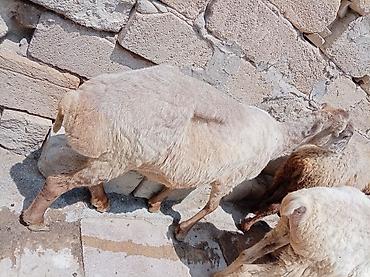 Qoyunlar, qoçlar: Ətlik biri boğaz di cavandi — 1