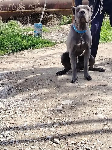 cane corso yavru: Kane-Korso, 10 ay, Erkək — 3