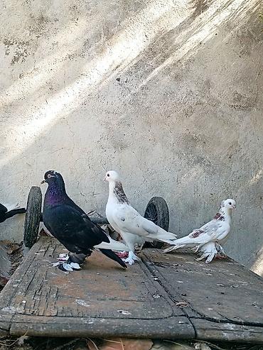 menks cinsli pişik: Satılır. Bir cüt ayağı lələkli, erkəyi oynaq cüt . Yumurtaya — 1