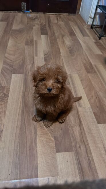 İtlər: Pudel, 2 ay, Erkek, Peyvəndli, Ünvandan götürmə — 3