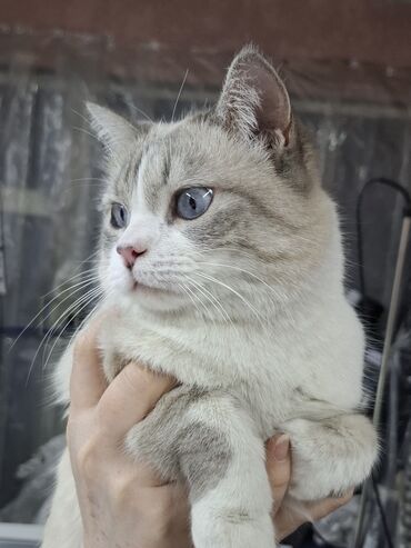 Отдам даром кошку: Кошка даром: Сиамская, Девочка