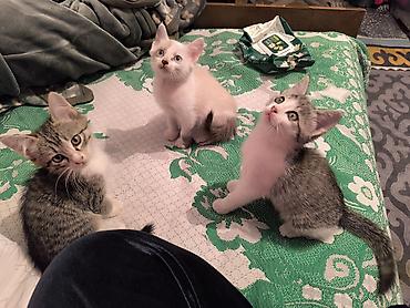 коты бесплатные: Беспородная, 3 месяца, Мальчик, Приучена к лотку — 3