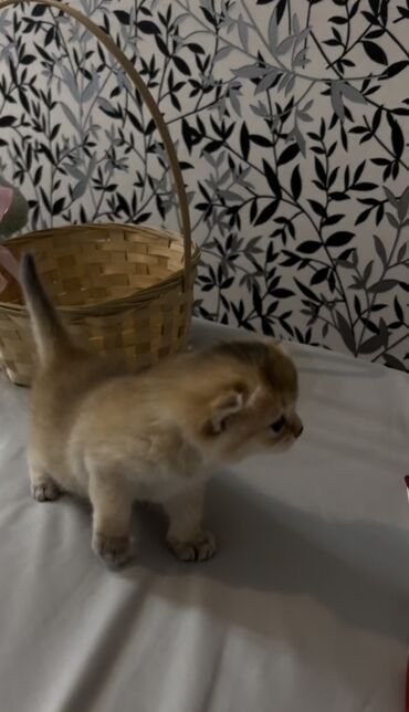 Pişiklər: Şinşilla, Dişi, Erkək, Ünvandan götürmə, Ödənişli çatdırılma — 4