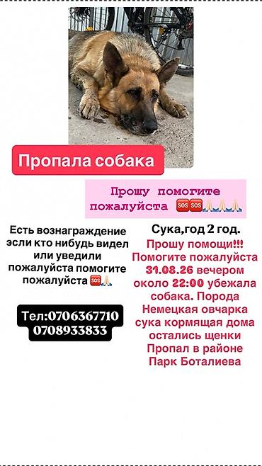щенки сао: Пропала собака — немецкая овчарка, сука, 2 года. Кормящая, дома — 1