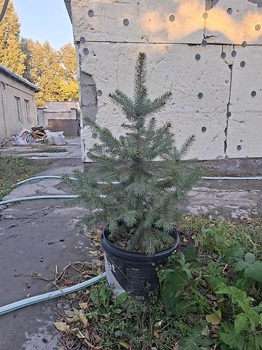 елка голубая: Ель голубая (Picea pungens) в контейнере или меняю телефон айфон — 7