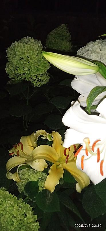 Гортензия: Саженцы Самовывоз — 13