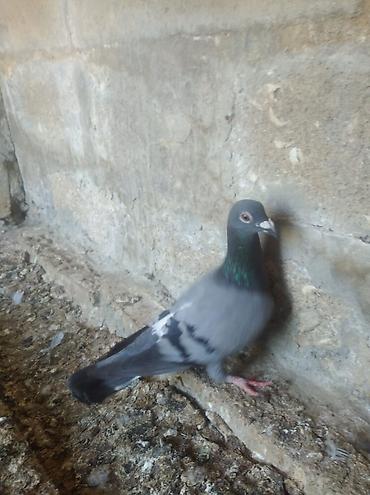 ev heyvan adlari: Biri mayadı biri erkeydi,biri 10 manat — 6